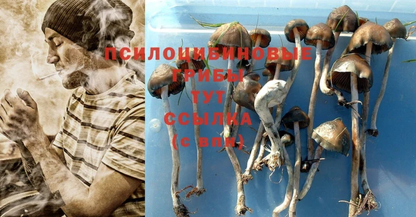 ГАЛЛЮЦИНОГЕННЫЕ ГРИБЫ Гусев